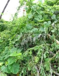 Image result for Momordica foetida