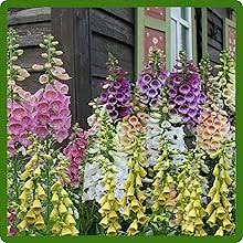 Image result for Digitalis purpurea alba/ red spots