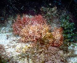 Image result for Isoglossa laxiflora