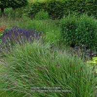 Image result for Cenchrus geniculatus