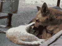 We did not find results for: Dog And Cat Cuddle Gifs Get The Best Gif On Gifer