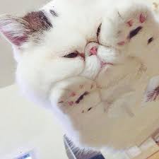 Furniture, interior and sleeping red cat cat under anesthesia before surgery. 29 Hilarious Reasons Why Having A Cat And A Glass Table Make Perfect Sense