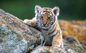 How do animals survive in the desert? Cool Animals Wallpapers Wallpaper Cave