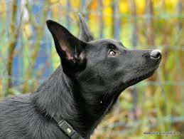 Australian shepherds come with a dirty little secret: 11 Dog Ideas Illusion Collar Dogs Australian Kelpie