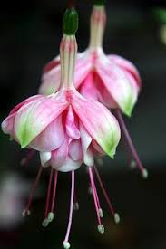 Risultati immagini per Naturaleza perfecta. Fuchsia.