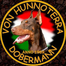 Troy dutch herder 10 months old. European Dobermanns Uk Home Facebook