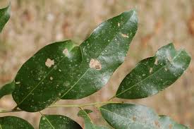 Image result for Cryptocarya transvaalensis