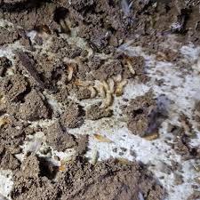Bugs ruin all the fun. Top 10 Best Pest Exterminators In Belton Mo Angi