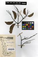 Image result for Hippocratea pallens