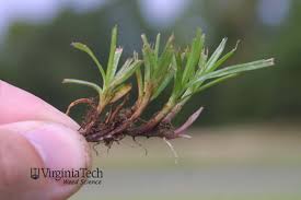 Image result for Kyllinga