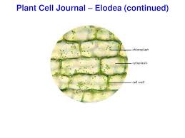 There are many differences including that the plant cell is more grouped together and connected than a: Ppt Plant Cell Journal Elodea Powerpoint Presentation Free Download Id 1159196