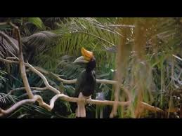 Tropical rainforest animal adaptations : Tropical Rainforest Wild Animal Documentary National Geographic Youtube