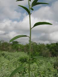 Image result for Schwenckia