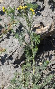 Image result for Grangea anthemoides