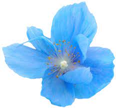 Opening Photo Add A Link In Your Site Or Blog Blue Flower Png Transparent Flowers Anime Flower