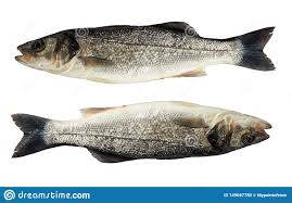 Maybe you would like to learn more about one of these? Aislante Entero De La Lubina Dos En Blanco Foto De Archivo Imagen De Fondo Oceano 149047780