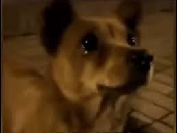 Love this, says internet raya ghosh. Viral Dog Video 2020 Stray Dog Cries Tears Of Joy As Stranger Feeds Him Viral Video Will Warm Your Heart Watch Trending Viral News