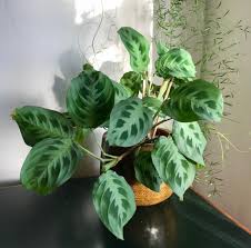 Image result for maranta
