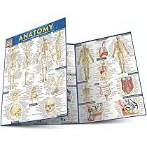 Amazon.com: Human Anatomy Coloring Book