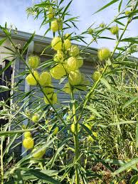 Image result for Gomphocarpus physocarpus