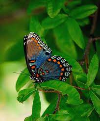 Butterfly Lindas Borboletas Animais Coloridos Animais
