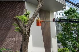 Since tree pruning is focused on the tree's health, rather than its appearance or design, you need to find a specialist to carry out this work. Tree Cutting Pruning Transplanting Services Prince S Landscape