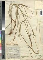 Image result for Urochloa jubata