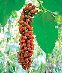 Image result for Piper guineense