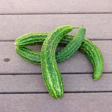 Image result for Cucumis