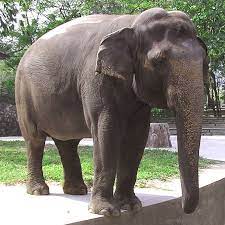 Spesies yang ada di kebun binatang medan zoo terdiri dari 26 jenis burung sebanyak 167 ekor, 6 jenis reptil 37 ekor, 16 jenis mamalia sebanyak 70 ekor. Berita Baik Buat Pengunjung Disember 7 Sebab Anda Patut Singgah Zoo Negara News Rojak Daily