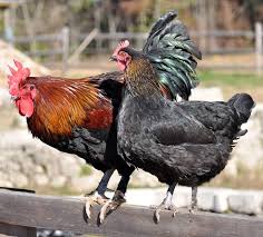 Check spelling or type a new query. Greenfire Farms Black Copper Marans Beautiful Birds Facebook