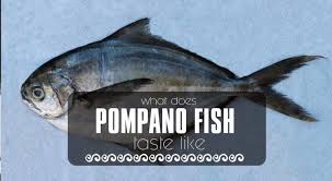 Pompano Fish What Is It And What Does It Taste Like