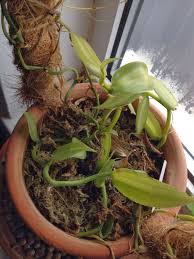 Image result for Vanilla crenulata