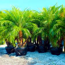How to propagate date palm from seeds? Where To Buy Palm Trees In Southwest Florida Beltran Nursery And Landscape
