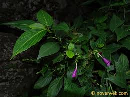 Image result for Strobilanthes hamiltoniana