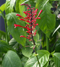 Image result for Odontonema