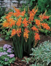 Echeveria cassyz winter succulent also produces orange and pink blooms. Orange Flowers At My Garden