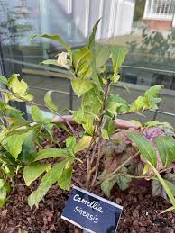 Image result for Camellia sinensis