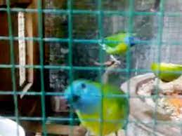 Cucak Rante Mas Burung Cica Daun Terkecil Yang Populasinya Hampir Terancam Om Kicau