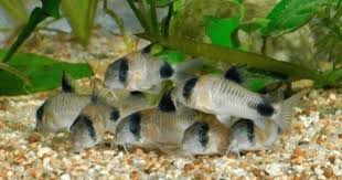Jika anda termasuk salah satu … 12 Ikan Hias Kecil Tercantik Yang Mudah Dipelihara Mulai Dari Seribuan
