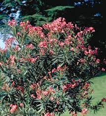 Planter un laurier rose en pot. Entretien Du Laurier Rose En Pot Gamm Vert