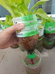 Tanaman ini bisa tumbuh di daerah yang memiliki ketinggian sampai 1200 meter dpl. 9 Langkah Tanam Salad Dalam Botol Mineral Sesuai Untuk Mak Mak Yang Baru Nak Mula Mingguan Wanita