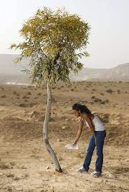 Maybe you would like to learn more about one of these? Watering Eucalyptus Trees How And When To Water A Eucalyptus Tree