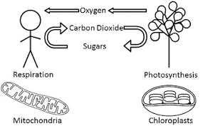 Both plant and animal cells carry out the final stages of cellular respiration in the mitochondria. Comparing Contrasting Cellular Respiration Photosynthesis Study Com