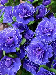 We did not find results for: Blue Perennial Flowers Zone 5 Shefalitayal