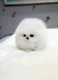 Gambar anjing galau paling bagus download now media tweets by anjing. 10 Ide Anjing Minipom Anjing Binatang Anak Anjing Lucu