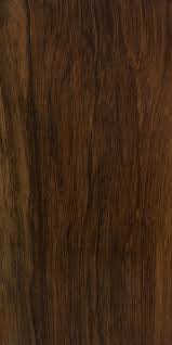 Image result for Olea capensis