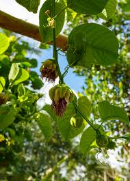 Image result for Passiflora quadrangularis