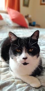 ❌❌❌ MISSING FOR 18 MONTHS!! His name is roly! Please still keep looking!  Please can you check your sheds and garages! He lives in jobes in balcombe!  He has still not come