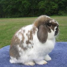 I also have to explain there's no such term as mini holland lop. Pin By Martina Valdez On Head Heart Hands Health Help Pet Rabbit Care Fluffy Bunny Pet Rabbit